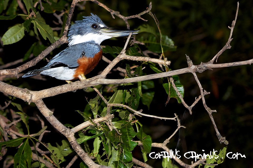  Kingfisher (Megaceryle torquata) bei Nacht 