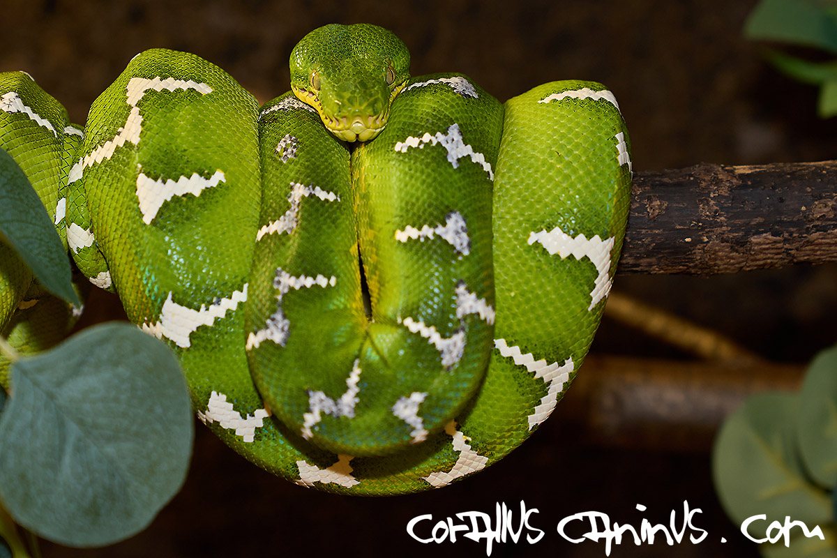  Highwhite Female of Corallus caninus 