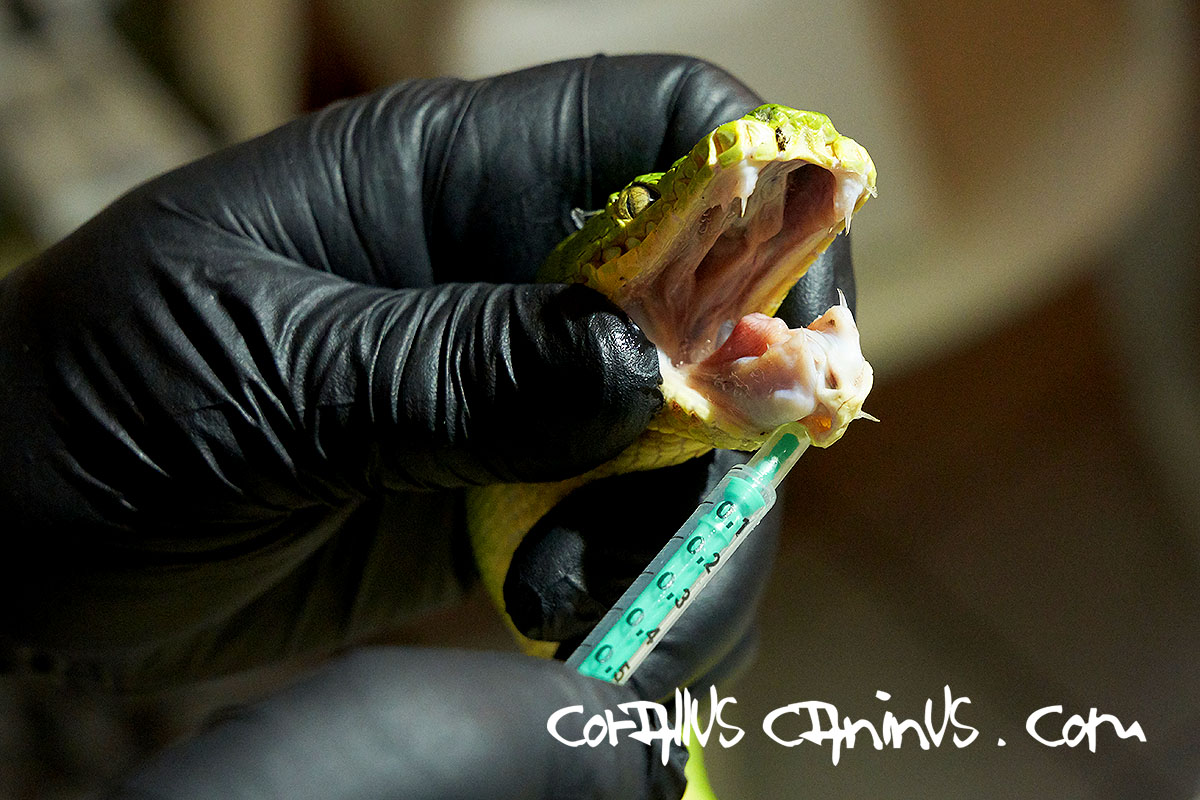  Mouth control of a Corallus caninus 