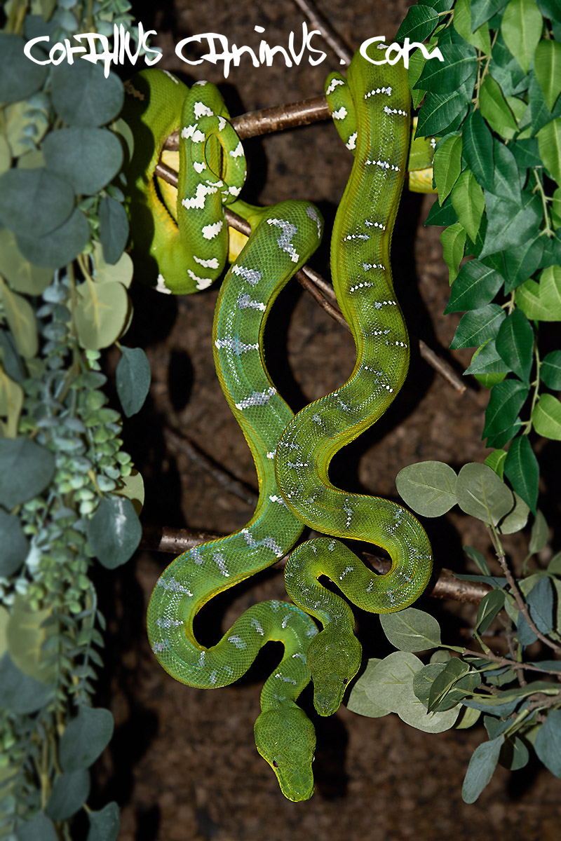  2 Corallus caninus gorls 