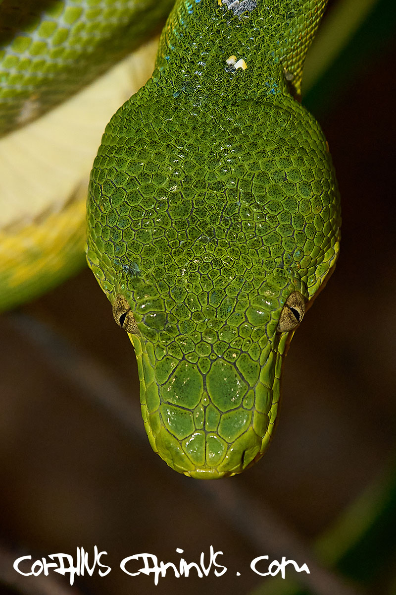  Typical Headscales of Corallus caninus 