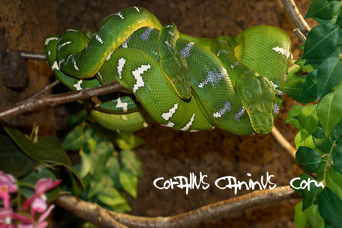  Corallus caninus in Love 