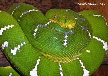 Adultes Corallus Männchen 