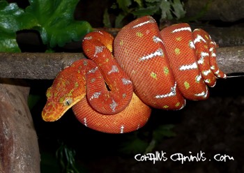  4 Monate altes Corallus Jungtier 