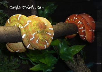  6 Monate alte Corallus Jungtiere 