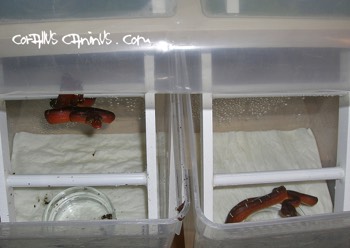  Babys in Braplast Boxen 