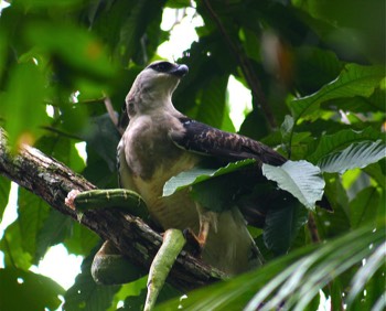  Morphnus guianensis frisst einen Corallus Foto: Alex Lee 