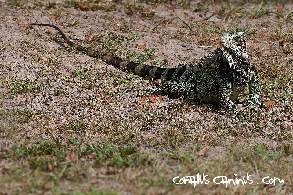  Grüner Leguan (Iguana iguana) 