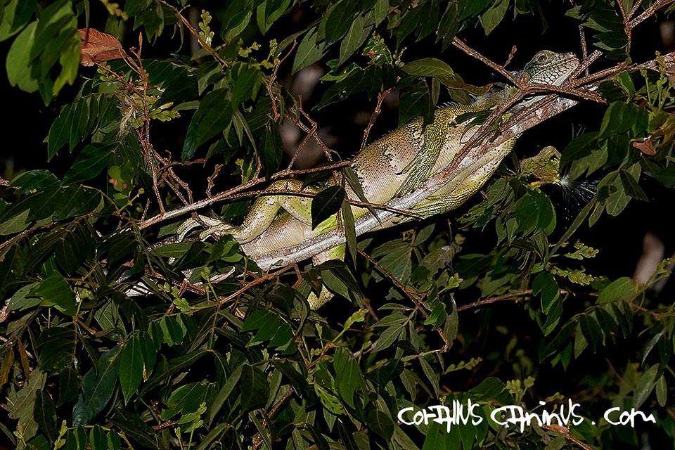  Nachtlager eines Grünen Leguan (Iguana iguana)  