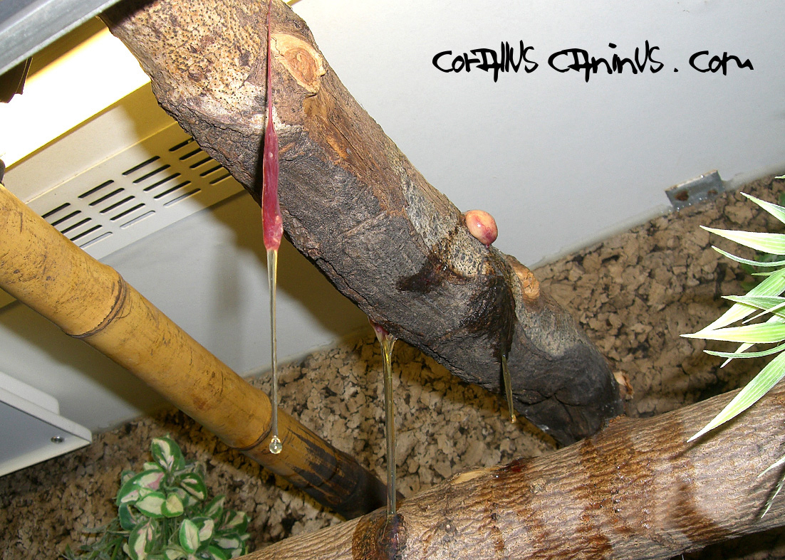 birth of corallus caninus