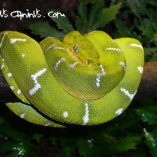 one year old corallus caninus.JPG
